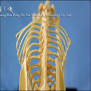 Y Tế Khoa Học Con Chó Xương Mẫu Vật Chỉnh Hình Thiết Bị Cho Vật Nuôi Động Vật Giảng Dạy Thực Tế Con Chó Xương Mô Hình - Product Image 2