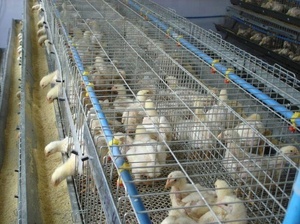 Otomatik A tipi tavuk kafesi tavuklar kafes katlanır tavuk kafesi - Product Image 2
