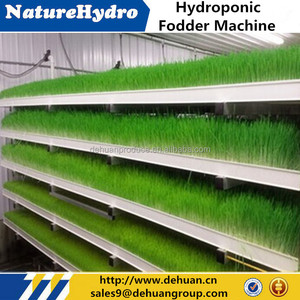 Khay Trồng Lúa Mạch Ngô KHAY TRỒNG Thức Ăn Gia Súc - Product Image 5