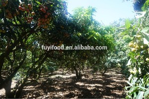 Litchi — fruits frais et merveilleux, fruits anciens, Litchi - Product Image 5