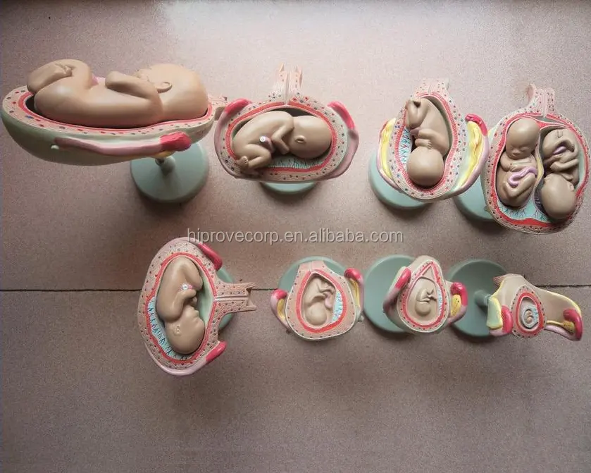 2016 Hot Sale os Estágios de Desenvolvimento Embrionário Gestação Modelo Anatômico