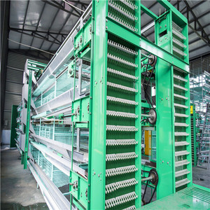 Poulet cages en batterie pour les couches pour les élevages avicoles dans ghana - Product Image 5