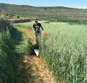 Certificazione CE ad alta efficienza piccola mietitrice prezzo erba mietitrice mietitrice mais macchina mini <span class=keywords><strong>pettine</strong></span> - Product Image 4