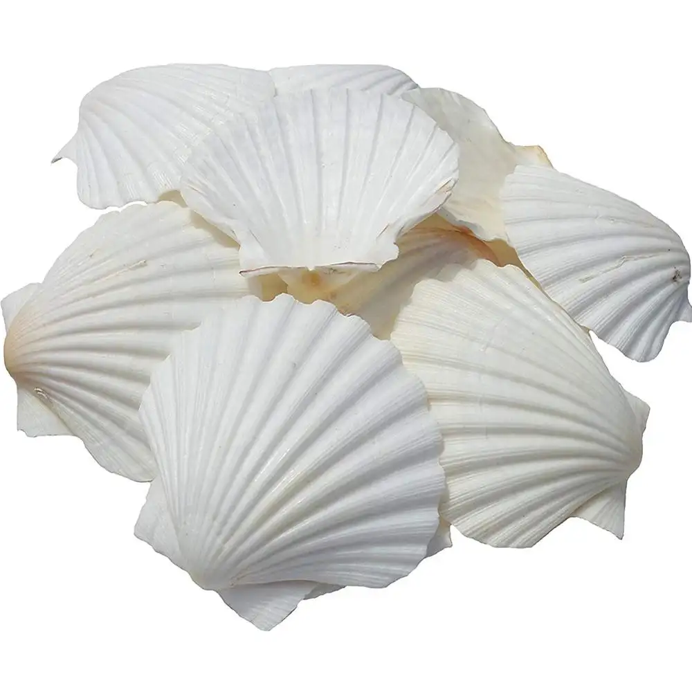Conchas marinas naturales para hornear, conchas de vela para restaurantes, artesanías costeras, playa, boda, color blanco