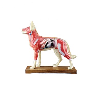 Model anatomi akupunktur anjing hewan alat bantu pengajaran biologi untuk manekin latihan sains medis untuk dijual - Product Image 2