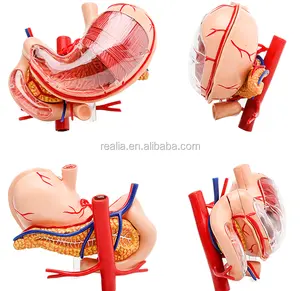 HM-BD-024 Plastik Berkualitas Tinggi 4D Model Perut