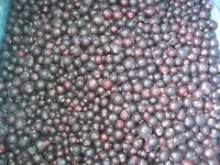 Sinocharm Hoge Brix Bessen Fruit Ribes Nigrum Iqf Bevroren Zwarte Bes