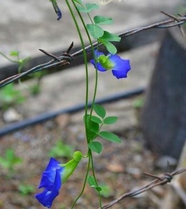 สีผสมอาหารจากธรรมชาติ วัตถุดิบดอกไม้แห้ง สีฟ้า ดอกอันชาน ขาย - Product Image 3