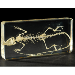 Tıbbi eğitim ekipmanları laboratuvar balık anatomi öğretim balık İskeleti modeli - Product Image 5