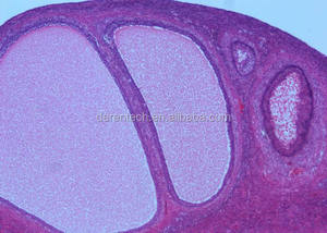 Von Menschen vorbereitete Histologie-Objektträger - Product Image 2