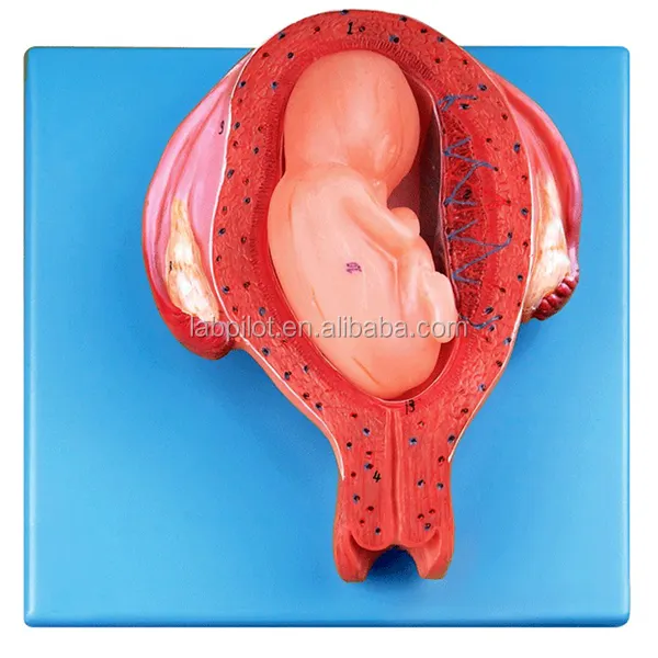 Fifth Month Embryo Model,Fetus and Uterus Anatomical Model