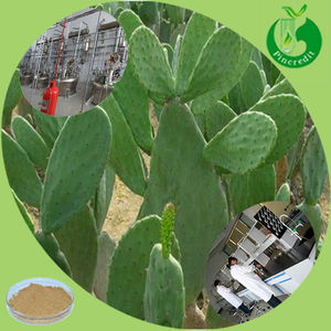 GMP tedarikçisi en iyi fiyat doğal kaktüs özü tozu - Product Image 2