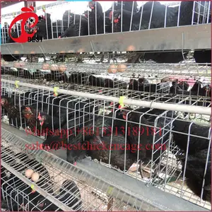 Gaiolas para aves de frango totalmente automobilizadas, 128, gaiolas para criação de metal, melhor venda, cocô de frango com preço baixo