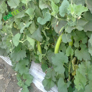 1.25 mil Trắng nông nghiệp <span class=keywords><strong>mulch</strong></span> phim 100% New LDPE Crop bảo vệ cỏ dại rào cản lớp phủ - Product Image 1