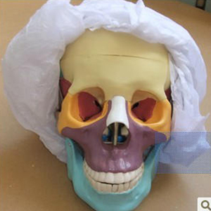 Fort geschrittenes lebensgroßes Schädel modell Anatomisches Mehrzweck modell für die medizinische Wissenschaft mit farbigen Knochen für das Krankens ch wester training