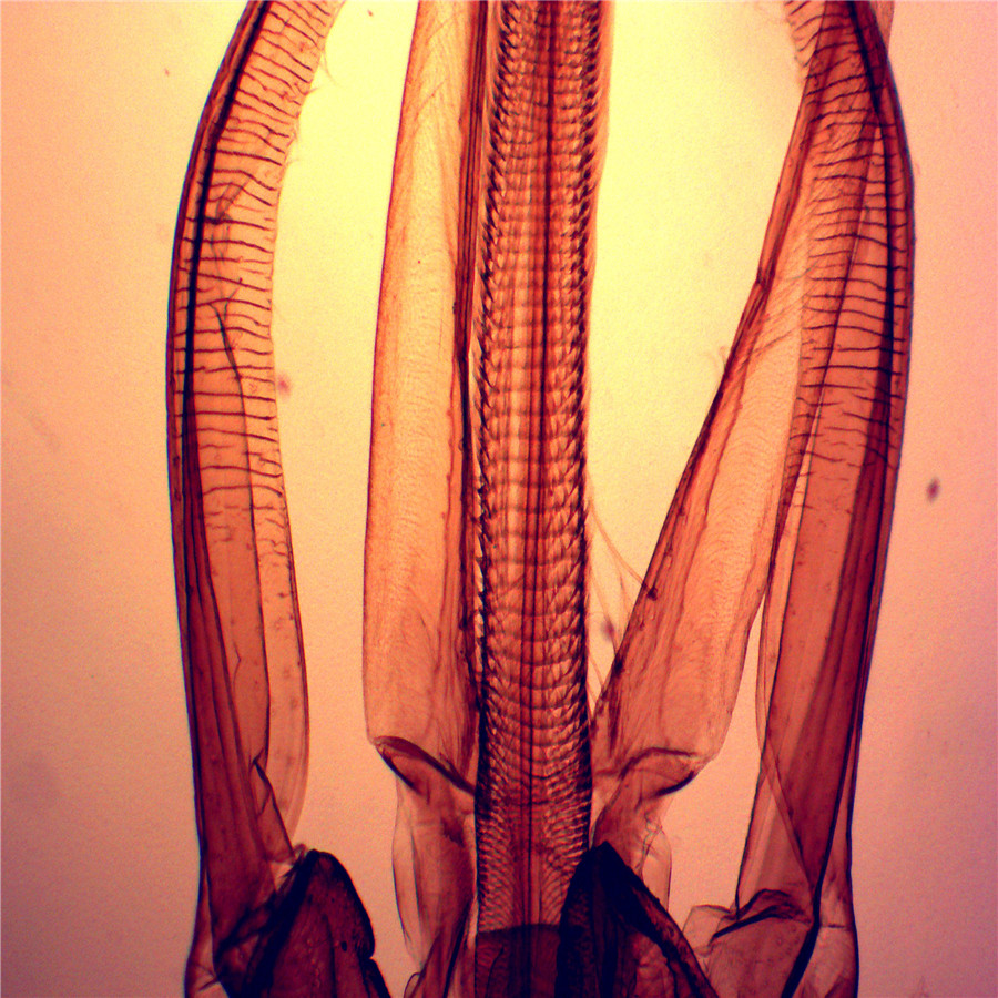 V-WX004 оптом настоящие морским обитателям, образец Осьминог и морская звезда смолы образца для биологической обучения