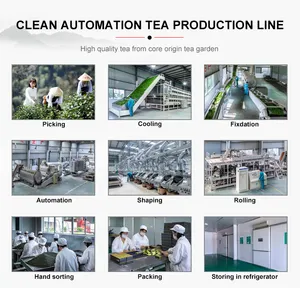 Té Verde Chunmee de China, Vert De Chine, <span class=keywords><strong>Chun</strong></span> <span class=keywords><strong>Mee</strong></span> 41022 5A, África Occidental - Product Image 6