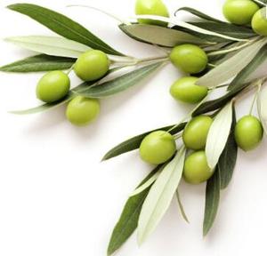 Zeytin yaprağı özü <span class=keywords><strong>oleuropein</strong></span> CAS: 10597-60-1 - Product Image 4