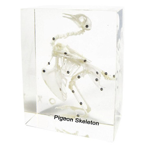 Gelsonlab HSBS-004 Pigeon skeleton embedded biological specimens Teaching embedding specimen