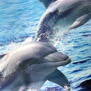 Impression d'affiches 3D personnalisées <span class=keywords><strong>de</strong></span> haute qualité, carte photo lenticulaire 3D bon marché, vente en gros d'images murales lenticulaires 5D d'animaux - Product Image 6