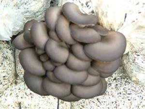 nous fournissons haute qualité <span class=keywords><strong>pleurotus</strong></span> <span class=keywords><strong>ostreatus</strong></span> extrait - Product Image 3
