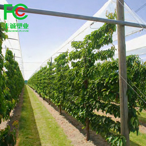 Coperture in Plastica Anti-UV in Polietilene Anti-Pioggia per Protezione Ciliegie - Product Image 4