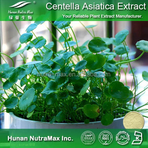 Su- çözünürlük centella asiatica ekstresi 40% asiatikozid - Product Image 3