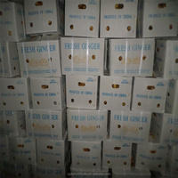 Vente Flash : Gingembre Chinois Mûr / Graines de Gingembre
