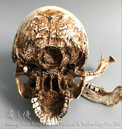 Revell 　レベル　human skull 人間の頭蓋骨模型キット 未組立 Revell レベル human skull 人間の頭蓋骨模型キット 未組立