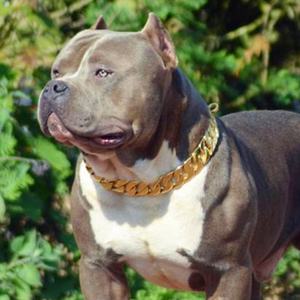 Collier pour chien en acier inoxydable, chaîne robuste pour bijoux, or 18K, vente en gros, animalerie, bijoux - Product Image 1