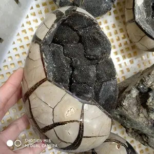 Großhandel natürliche schildkröte ei fossil drachen stein ball septarien geoge cluster