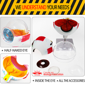 Mô Hình Mắt Giải Phẫu Mở Rộng Nâng Cao Từ Nhà Máy Trực Tiếp - Product Image 4