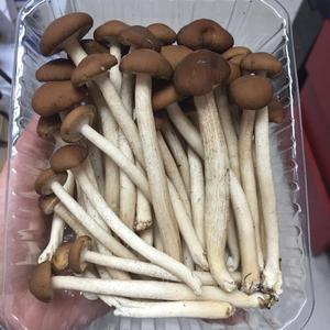 खरीदारों के लिए वनस्पति के नाम Detan ताजा Agrocybe Cylindracea खाद्य मशरूम - Product Image 4