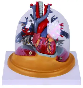 透明な心臓の胸骨の肺