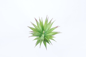 Piante <span class=keywords><strong>Succulente</strong></span> Artificiali Singole di Alta Qualità, Splendide Piante Finte <span class=keywords><strong>in</strong></span> Plastica con Effetto Realistico al Tatto - Product Image 2