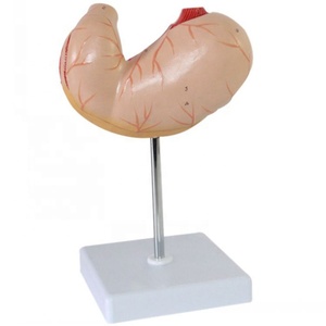 Modelo de anatomía del estómago humano modelo de estómago con vaso y nervio y músculo - Product Image 2