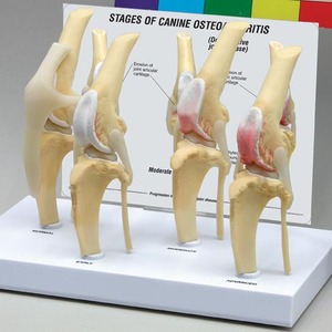 ชีวิตขนาดร้อนขายพีวีซีสุนัขเทียมเข่าร่วมรุ่น - Product Image 1
