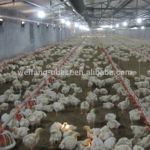 Sol alimentation des volailles équipement pour aire d'alimentation de poulet de poulet de chair ferme - Product Image 2