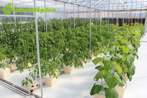 Équipement d'agriculture hydroponique <span class=keywords><strong>en</strong></span> seau hollandais - Product Image 6