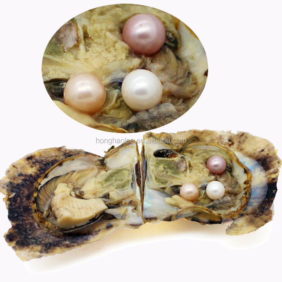 Do Clams We Get Pearls From Natural Pearl From Clam Shell Births
