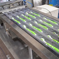Machine d'emballage sous blister Leadworld, thermoformage, pompe à vide, pour la fermeture des barquettes alimentaires, certifiée CE, utilisation en restauration