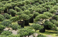 Pots de semis de style campagnard en gros, pots de plantation en plastique souple noir, grandes et petites tailles de doublures pour fleurs et plantes