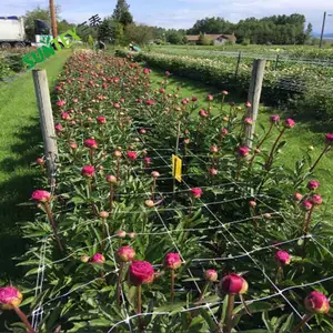 Rete di supporto per piante da giardino rete a traliccio estrusa in PP con foro da 15*15cm