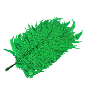 Plantes éternelles naturelles conservées, grandes feuilles de <span class=keywords><strong>fougère</strong></span> conservées, grandes plantes à feuilles vertes - Product Image 2