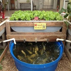 Eco-friendly commerciale aquaponics serra di plastica <span class=keywords><strong>per</strong></span> i pesci e pianta <span class=keywords><strong>crescere</strong></span> <span class=keywords><strong>insieme</strong></span> coltura fuori suolo - Product Image 2
