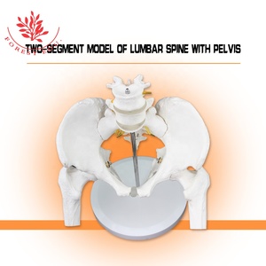 Model Pelvis Ukuran Hidup Sumber Daya Pengajaran Mencakup Dua Bagian Model Anatomi Manusia Plastik Kepala Lumbar dan Femur - Product Image 6