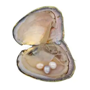 天然淡水养殖爱希望牡蛎与珍珠内散装米混合颜色 7-8毫米 10 件/lot 1206166