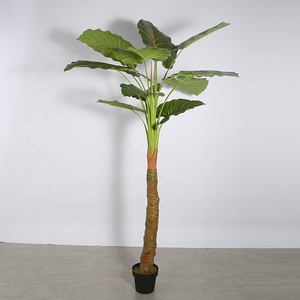 บอนไซประดิษฐ์สำหรับตกแต่งโรงแรม,ต้นอะโลคาเซีย <span class=keywords><strong>Macrorrhizos</strong></span> ขนาด2.1เมตรเหมือนจริง - Product Image 5