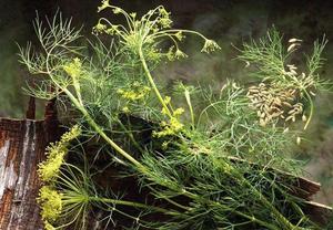 Té de Anís Pimpinella <span class=keywords><strong>Anisum</strong></span> 100% Puro y Seco de China - Product Image 5