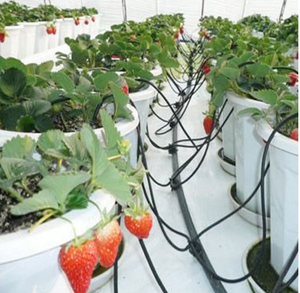 <span class=keywords><strong>Goutteur</strong></span> à flèche d'eau de haute qualité, <span class=keywords><strong>goutteur</strong></span> à flèche en plastique pour système d'irrigation de jardin - Product Image 1